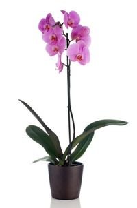 Violette PM278